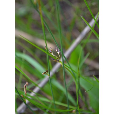 Juncus arcticus