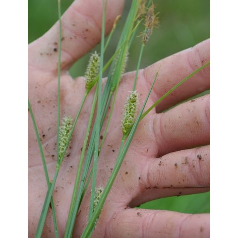 Carex aquatilis