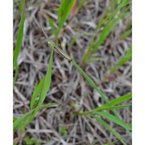 Sisyrinchium montanum