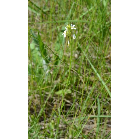 Arabis hirsuta