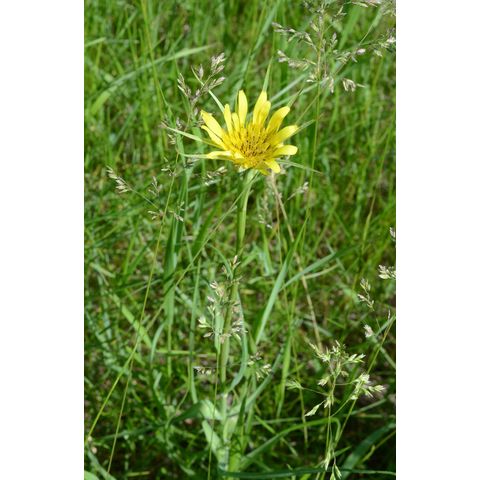 Tragopogon dubius