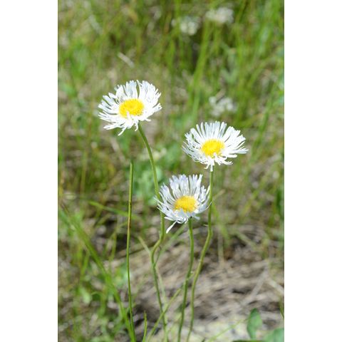Erigeron glabellus
