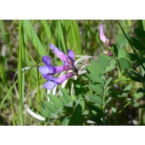 Vicia americana