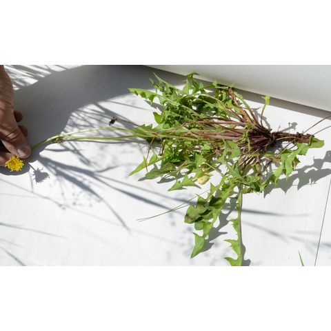 Taraxacum officinale