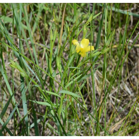Linum rigidum