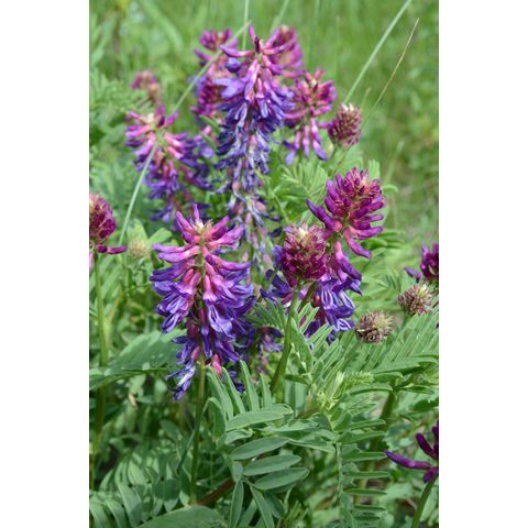 Astragalus bisulcatus