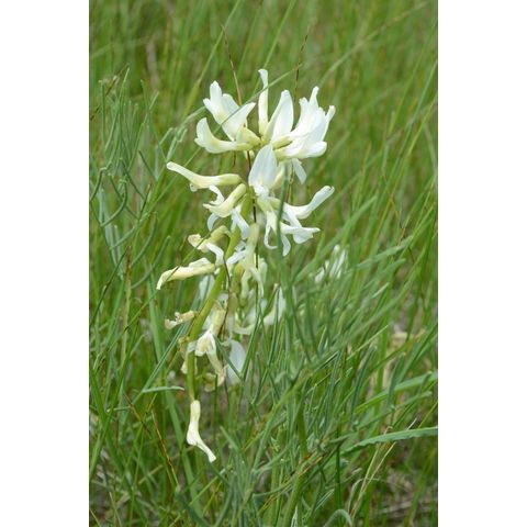 Astragalus pectinatus