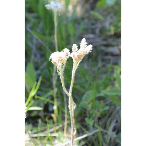 Antennaria neglecta