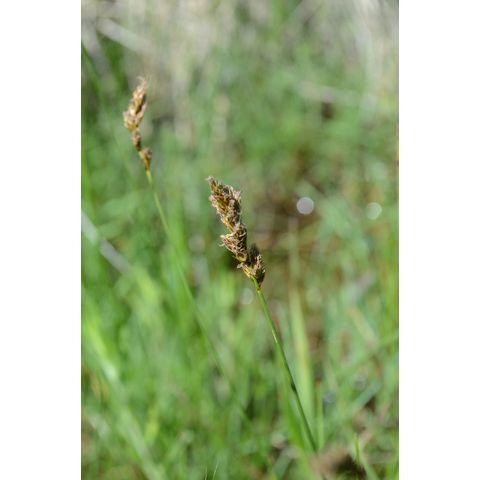 Carex praegracilis