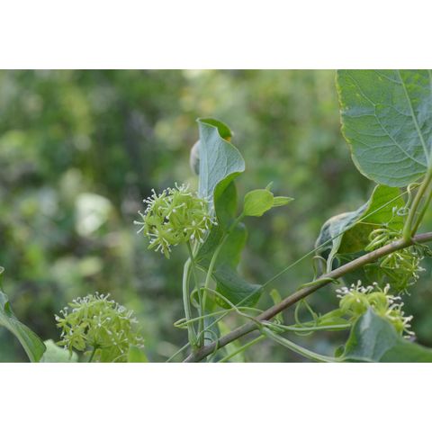 Smilax herbacea