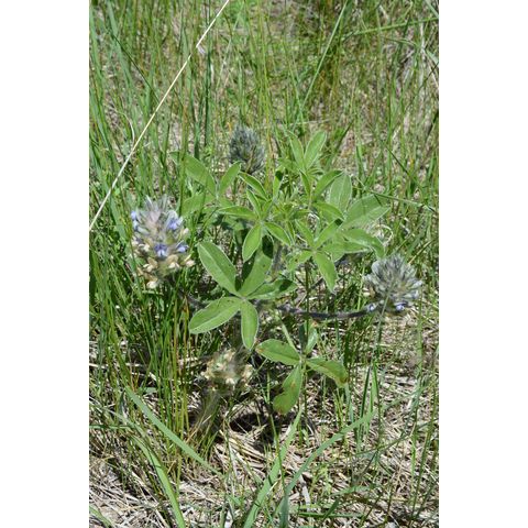 Pediomelum esculentum