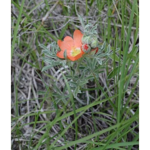 Sphaeralcea coccinea