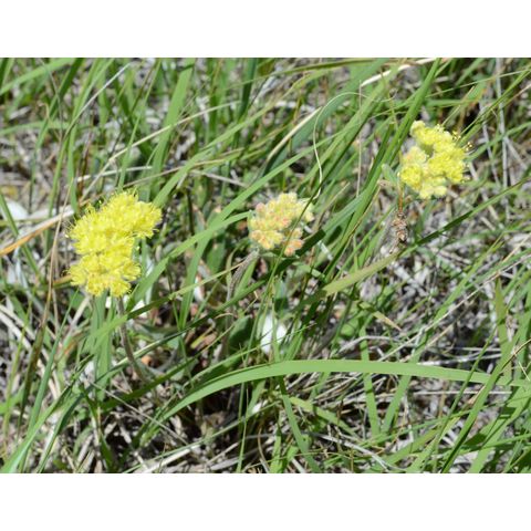 Eriogonum flavum