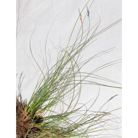 Carex filifolia