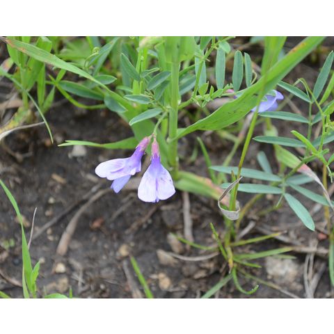 Vicia americana