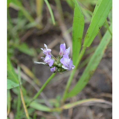 Vicia americana