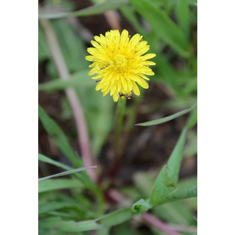 Taraxacum officinale