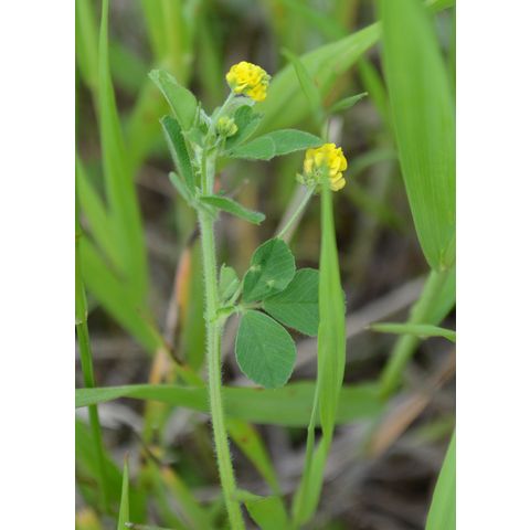 Medicago lupulina