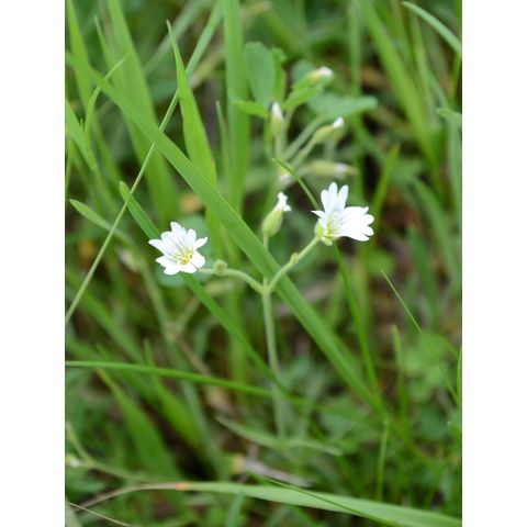 Cerastium arvense