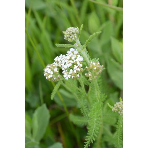 Achillea millefolium