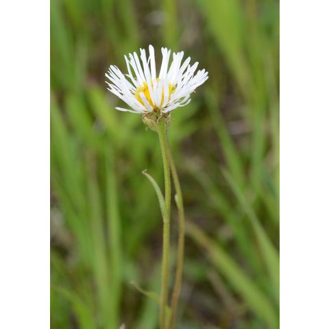 Erigeron strigosus