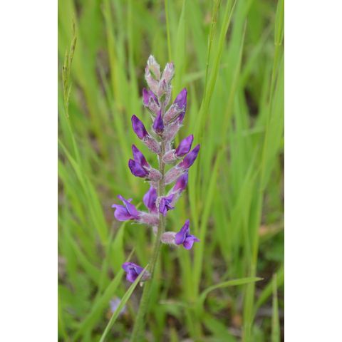 Oxytropis lambertii