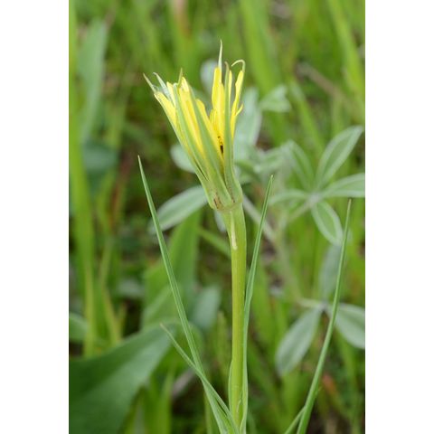 Tragopogon dubius