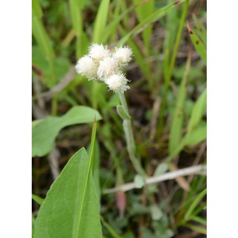 Antennaria parvifolia