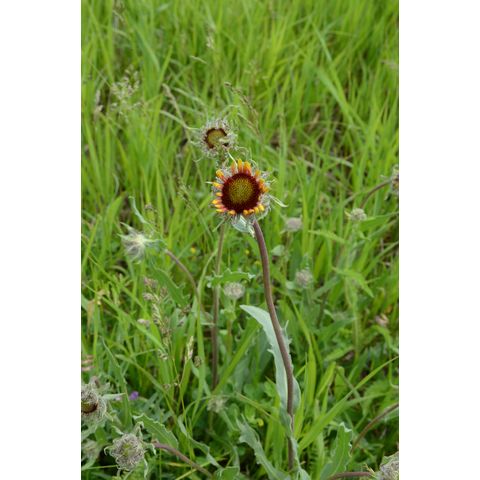 Gaillardia aristata