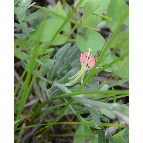 Gaura coccinea