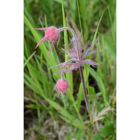 Geum triflorum