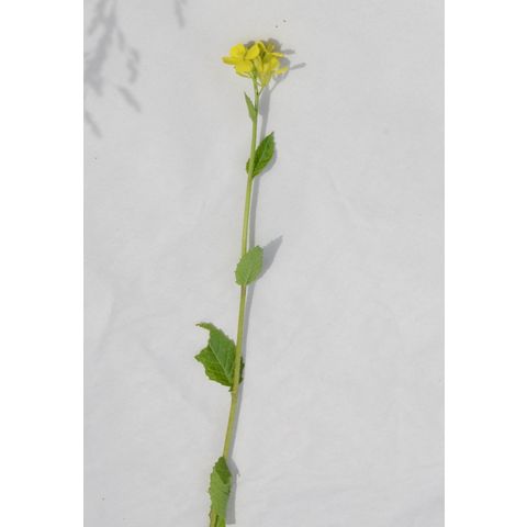 Sinapis arvensis