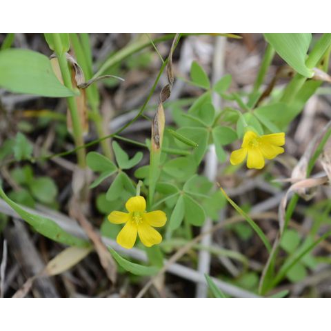 Oxalis stricta