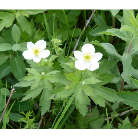 Anemone canadensis