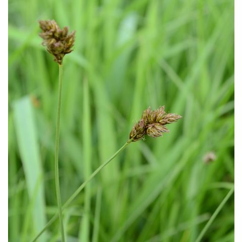 Carex praegracilis