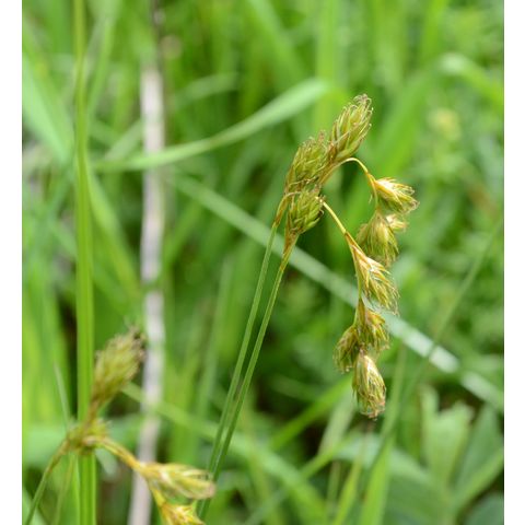 Carex xerantica