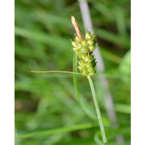 Carex torreyi