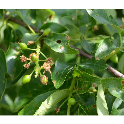 Prunus virginiana