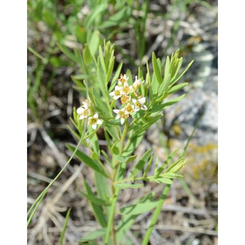 Comandra umbellata