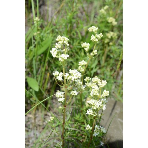 Galium boreale