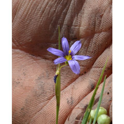 Sisyrinchium montanum