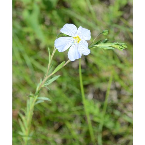 Linum perenne
