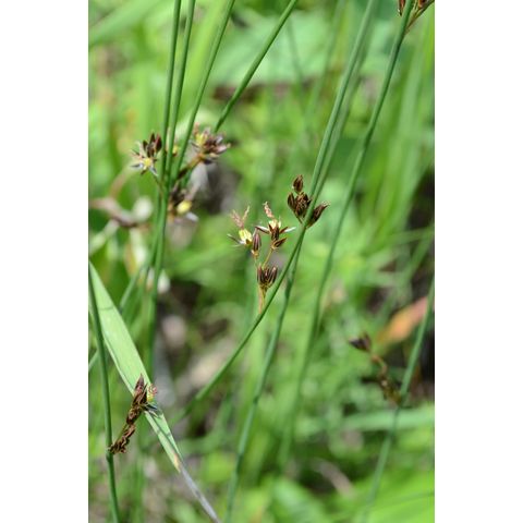 Juncus arcticus