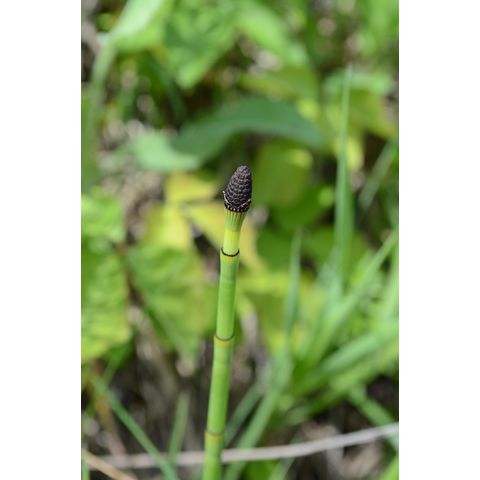 Equisetum laevigatum