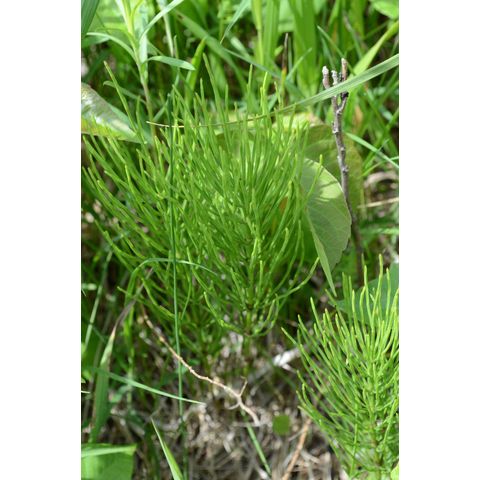 Equisetum arvense
