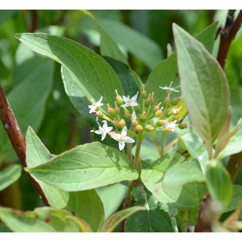 Cornus sericea