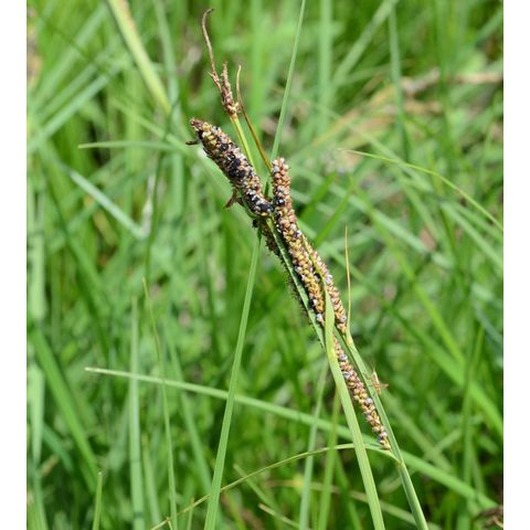 Carex aquatilis