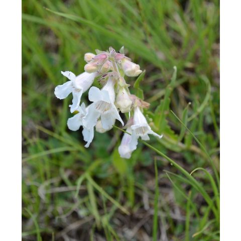 Penstemon albidus