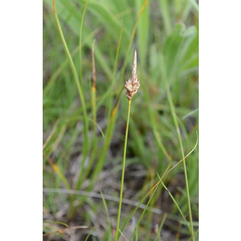 Carex filifolia