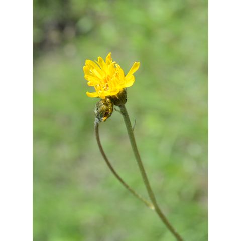 Crepis runcinata